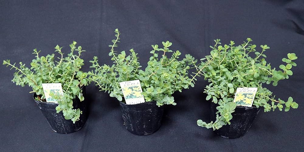 沖縄県産　ラン　花芽付き　カット苗　3セット ひつじのショーン 沖縄県産 ラン 花芽付き カット苗 3セット ひつじのショーン